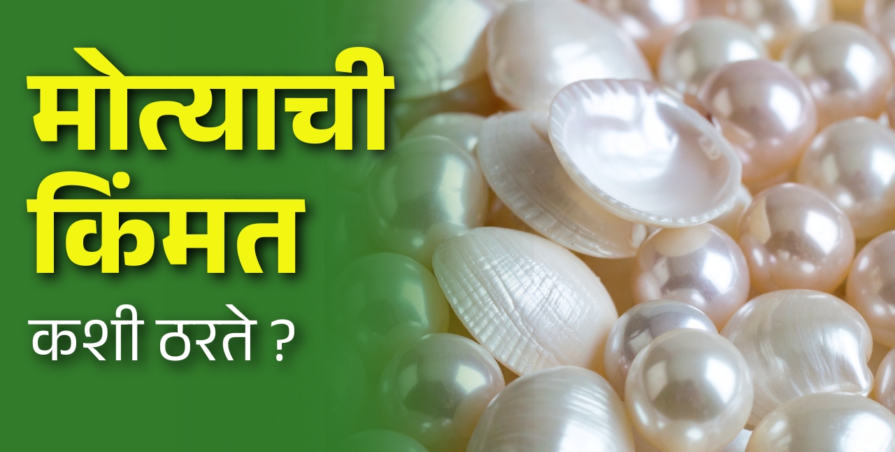 मोत्याची किंमत कशी ठरते आणि मोती शेतीतून नफा कसा मिळवता येतो?
