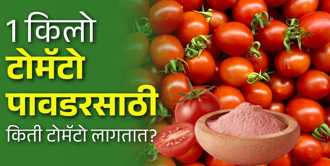 १ किलो टोमॅटो पावडरसाठी किती टोमॅटो लागतात?