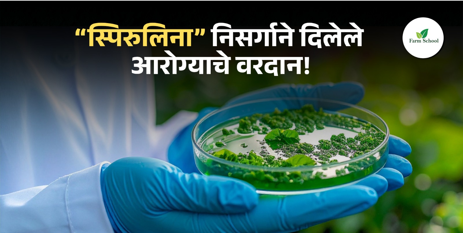 Spirulina Farming : निसर्गाने दिलेले आरोग्याचे वरदान