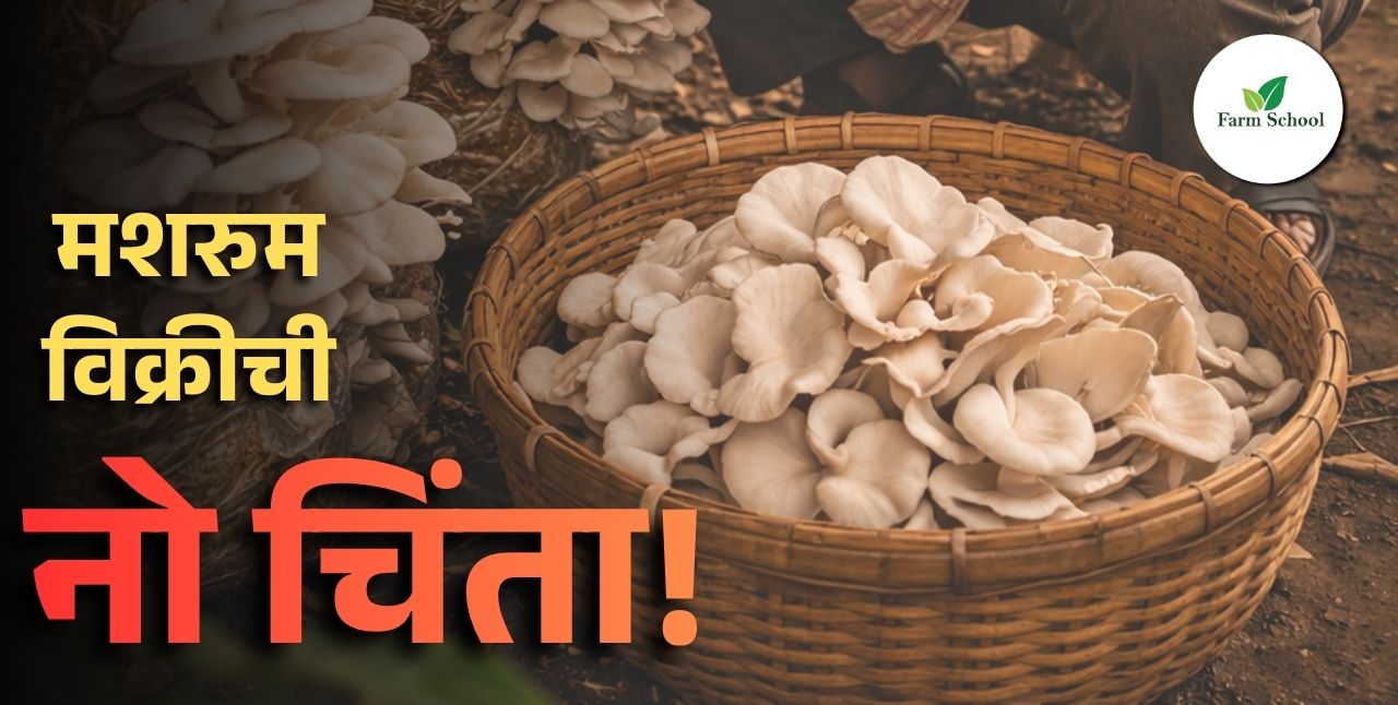 मशरूम सुकवा अन् आम्हाला विका!