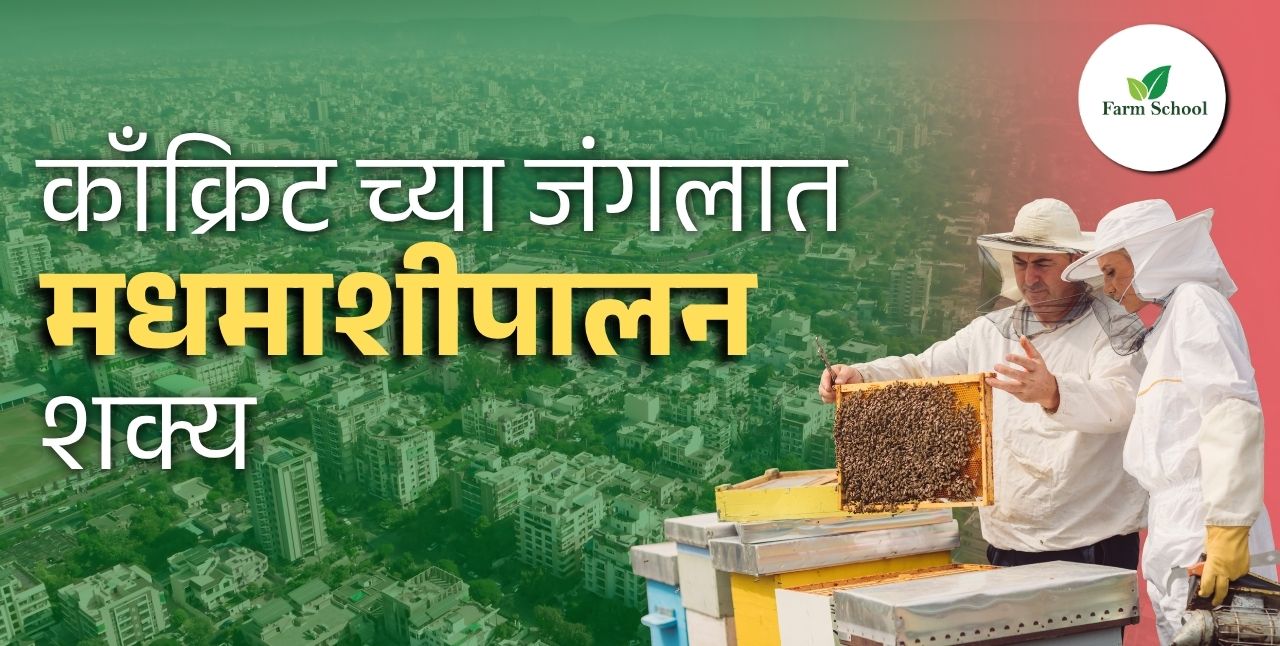 शहरातही शक्य आहे मधमाशी पालन?