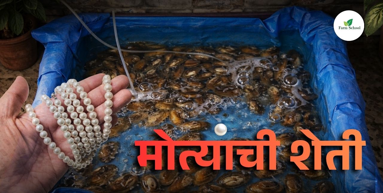 मोतीपालन - कल्चर्ड पर्ल म्हणजे काय?