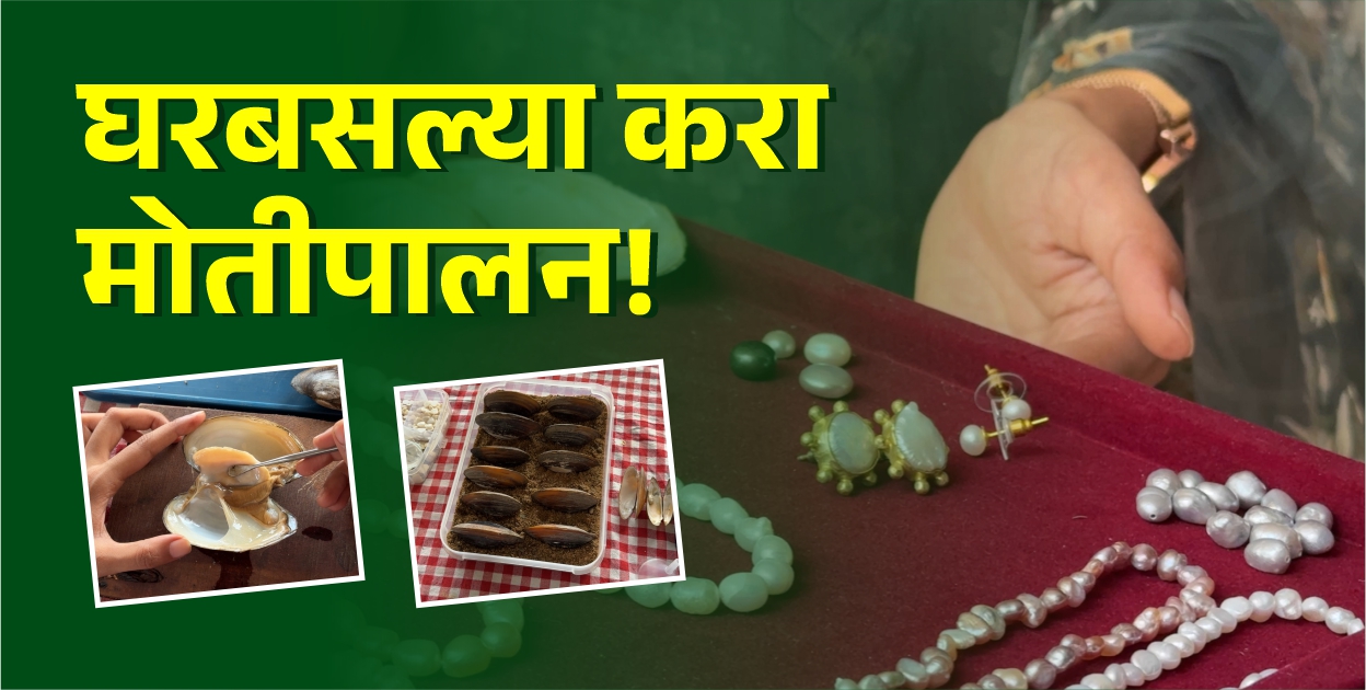 मोतीपालन - ५ फुटाच्या जागेत करता येणारा घरगुती व्यवसाय!