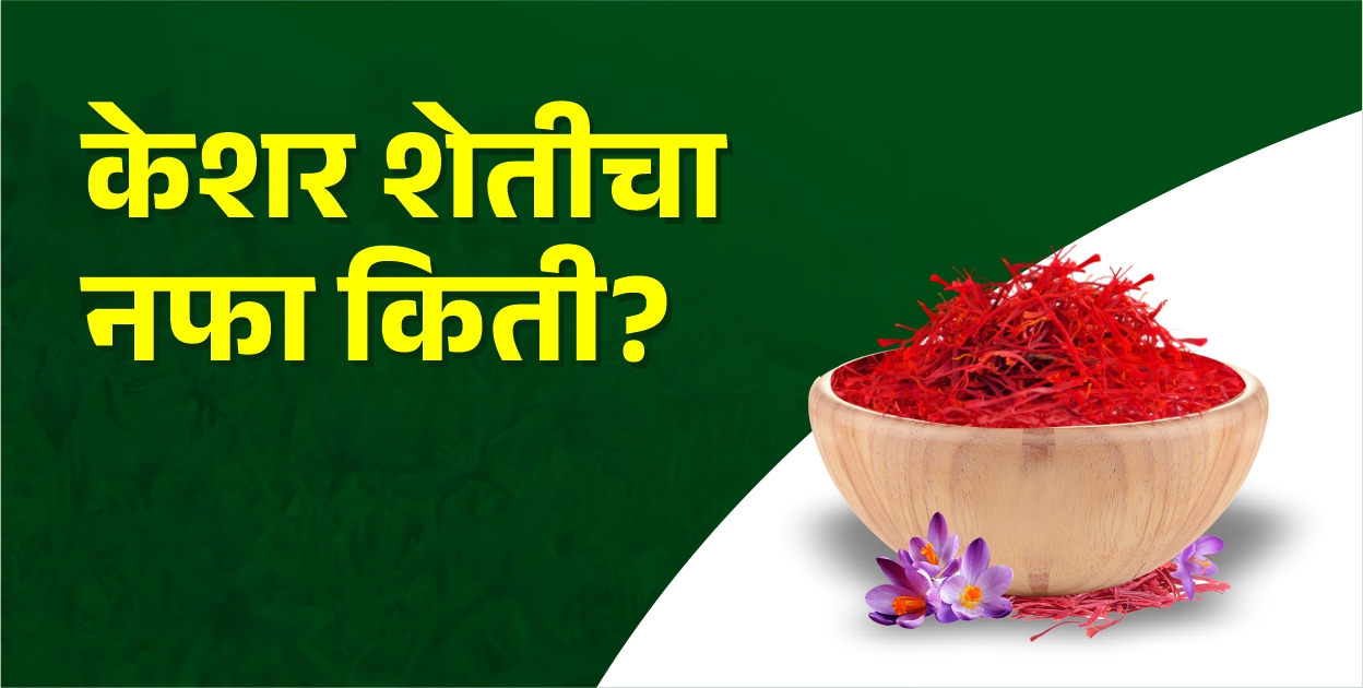 केशर शेतीतून खरंच किती उत्पन्न मिळते?