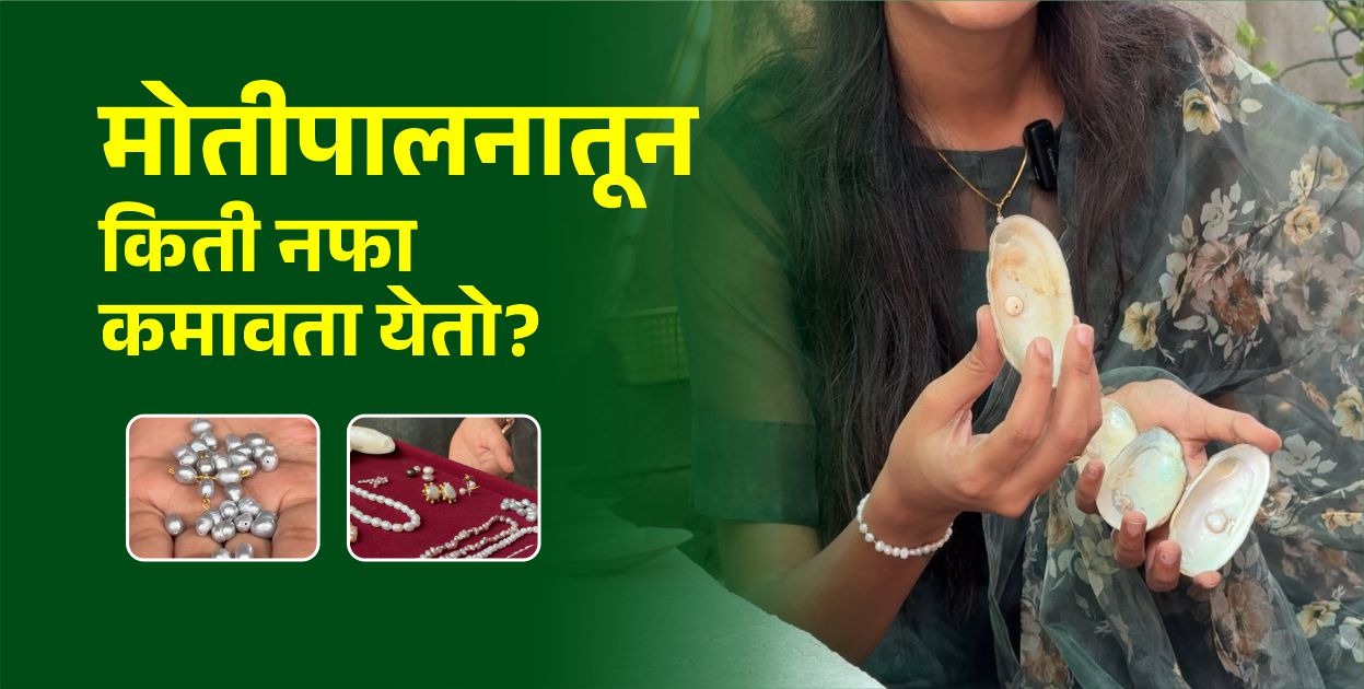 मोतीपालनातून किती नफा कमावता येतो?