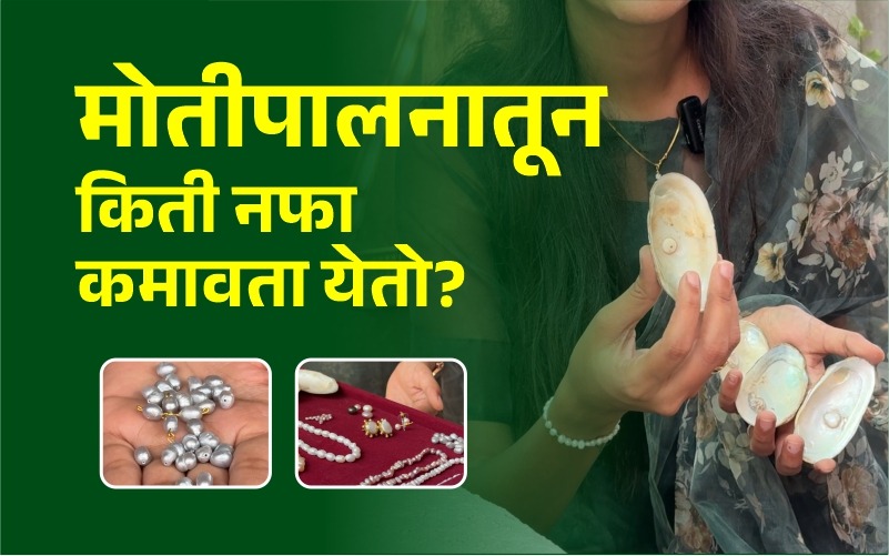 मोतीपालनातून किती नफा कमावता येतो?
