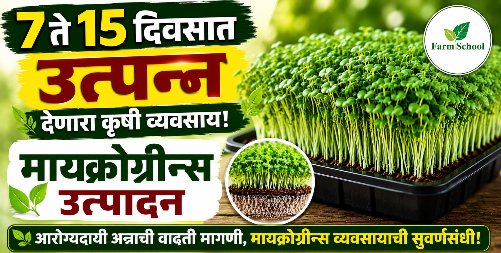 Microgreen : कमी जागा, कमी वेळ, कमी खर्चात जास्त उत्पन्न देणारा मायक्रोग्रीन व्यवसाय