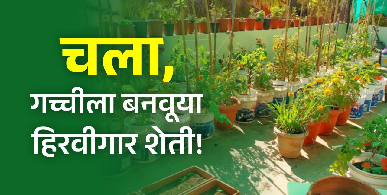 Terrace Garden : शहरात राहून घरच्या घरी उगवा विषमुक्त भाजीपाला! कुटुंबाला ठेवा निरोगी