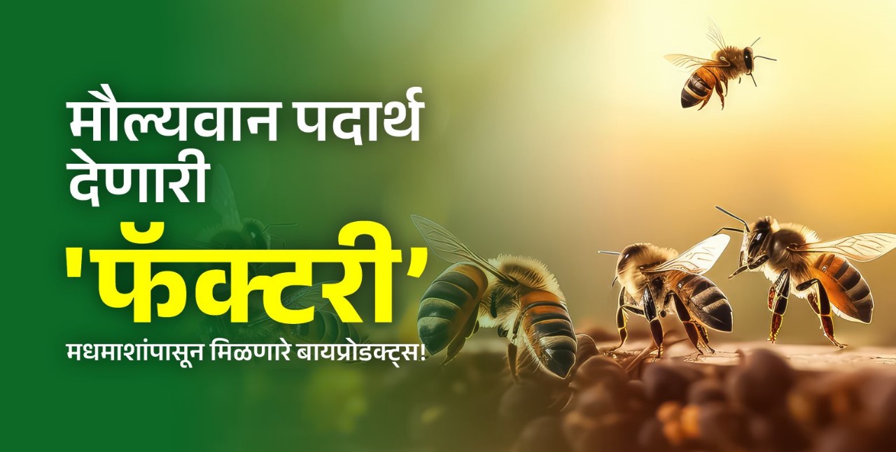 मधमाशांपासून मिळणारे बायप्रोडक्ट्स!